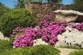 گل احساسی، شبنم گلگون،Schwant، Mini Ice Plant, Oxenbould daisy roosvygie  